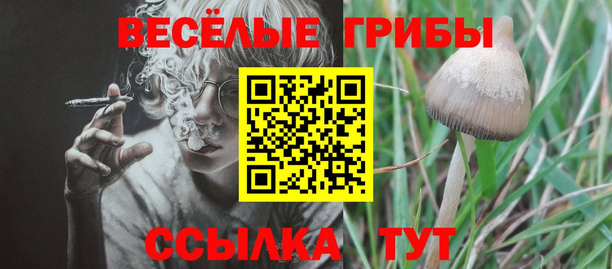 Псилоцибиновые грибы Psilocybine cubensis  Псилоцибиновые грибы прущие грибы  Вход с VPN  Междуреченск 